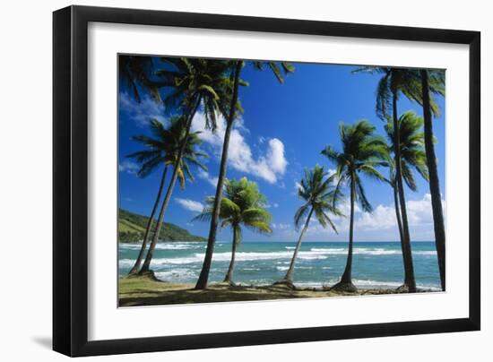 Coconut Palm Palm Trees Along Shoreline-null-Framed Photographic Print