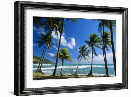 Coconut Palm Palm Trees Along Shoreline-null-Framed Photographic Print