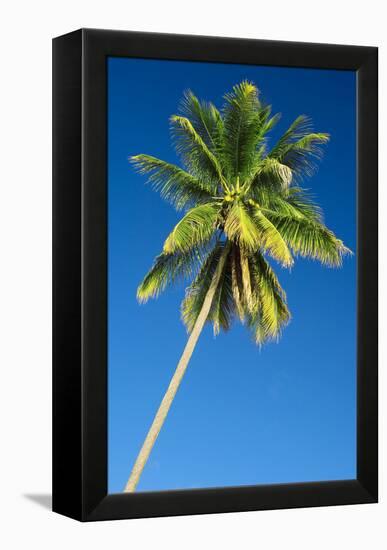 Coconut Palm Tree-Matthew Oldfield-Framed Premier Image Canvas