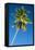 Coconut Palm Tree-Matthew Oldfield-Framed Premier Image Canvas