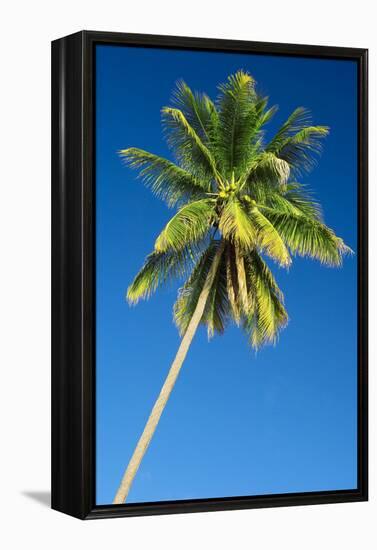 Coconut Palm Tree-Matthew Oldfield-Framed Premier Image Canvas