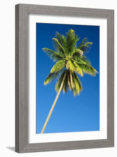 Coconut Palm Tree-Matthew Oldfield-Framed Photographic Print