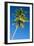 Coconut Palm Tree-Matthew Oldfield-Framed Photographic Print