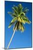 Coconut Palm Tree-Matthew Oldfield-Mounted Photographic Print