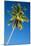 Coconut Palm Tree-Matthew Oldfield-Mounted Photographic Print