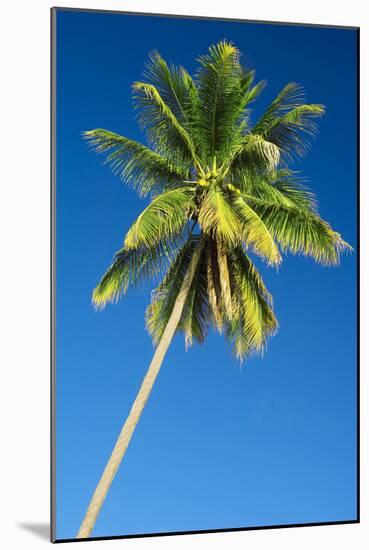 Coconut Palm Tree-Matthew Oldfield-Mounted Photographic Print