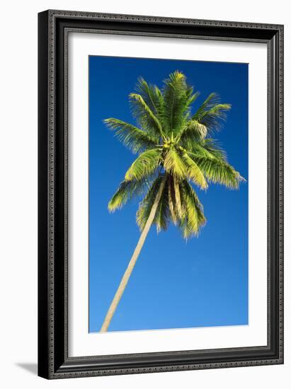 Coconut Palm Tree-Matthew Oldfield-Framed Photographic Print