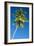 Coconut Palm Tree-Matthew Oldfield-Framed Photographic Print