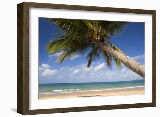 Coconut Palm-null-Framed Photographic Print