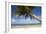 Coconut Palm-null-Framed Photographic Print