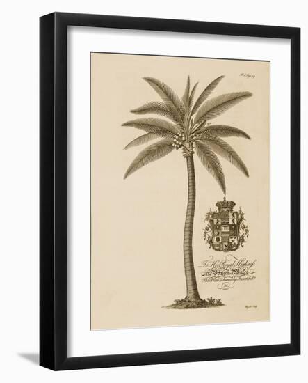 Coconut Palm-Porter Design-Framed Giclee Print