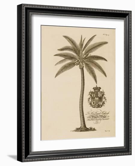 Coconut Palm-Porter Design-Framed Giclee Print