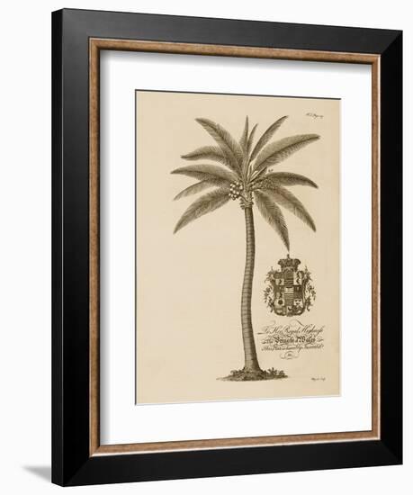 Coconut Palm-Porter Design-Framed Giclee Print