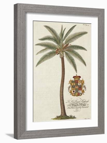 Coconut Palm-Porter Design-Framed Giclee Print