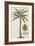 Coconut Palm-Porter Design-Framed Giclee Print