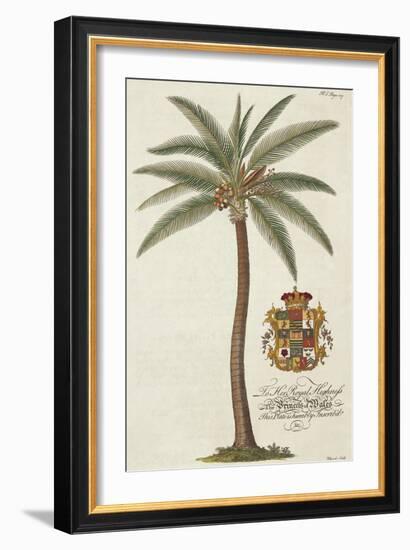 Coconut Palm-Porter Design-Framed Giclee Print