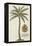 Coconut Palm-Porter Design-Framed Premier Image Canvas