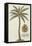Coconut Palm-Porter Design-Framed Premier Image Canvas