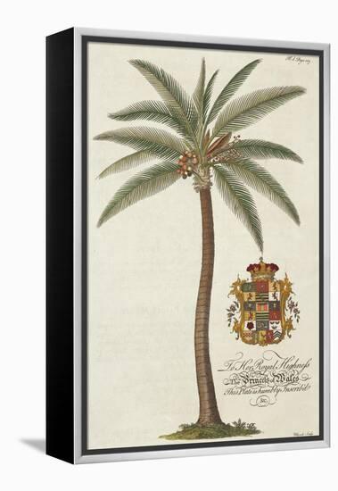 Coconut Palm-Porter Design-Framed Premier Image Canvas