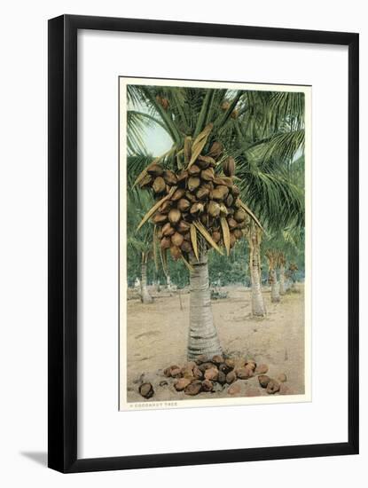 Coconut Palm-null-Framed Premium Giclee Print