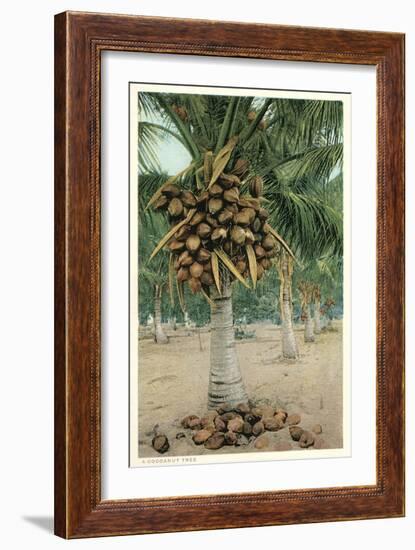 Coconut Palm-null-Framed Art Print