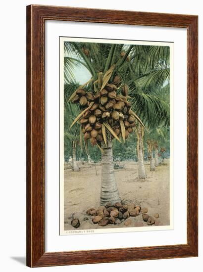 Coconut Palm-null-Framed Art Print