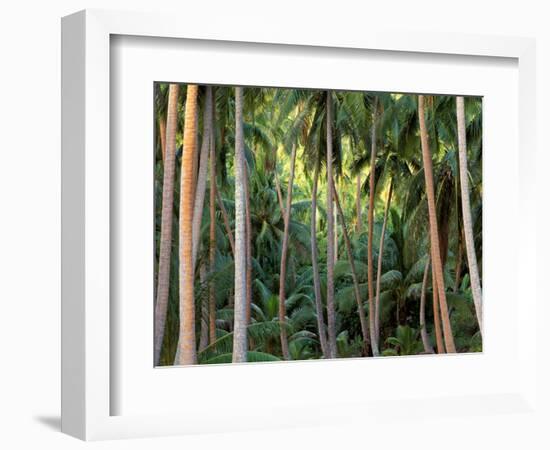 Coconut Palms, Bora Bora, French Polynesia-Art Wolfe-Framed Photographic Print