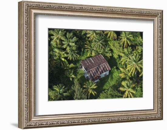 Coconut Palms, Georgetown Area, Guyana-Pete Oxford-Framed Photographic Print