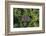 Coconut Palms, Georgetown Area, Guyana-Pete Oxford-Framed Photographic Print
