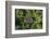 Coconut Palms, Georgetown Area, Guyana-Pete Oxford-Framed Photographic Print