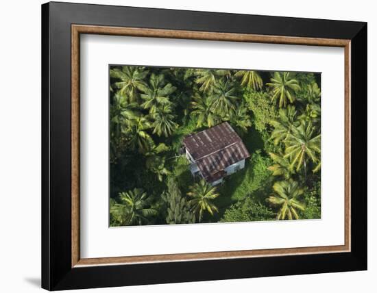 Coconut Palms, Georgetown Area, Guyana-Pete Oxford-Framed Photographic Print