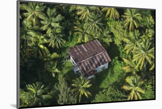 Coconut Palms, Georgetown Area, Guyana-Pete Oxford-Mounted Photographic Print