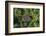 Coconut Palms, Georgetown Area, Guyana-Pete Oxford-Framed Photographic Print