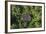 Coconut Palms, Georgetown Area, Guyana-Pete Oxford-Framed Photographic Print