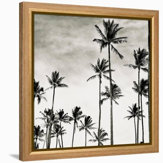 Coconut Palms I 'Cocos nucifera', Kaunakakai, Molokai-JoSon-Framed Premier Image Canvas