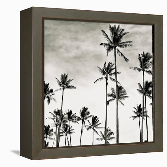 Coconut Palms I 'Cocos nucifera', Kaunakakai, Molokai-JoSon-Framed Premier Image Canvas