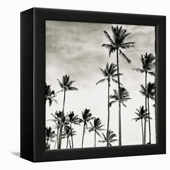 Coconut Palms I 'Cocos nucifera', Kaunakakai, Molokai-JoSon-Framed Premier Image Canvas