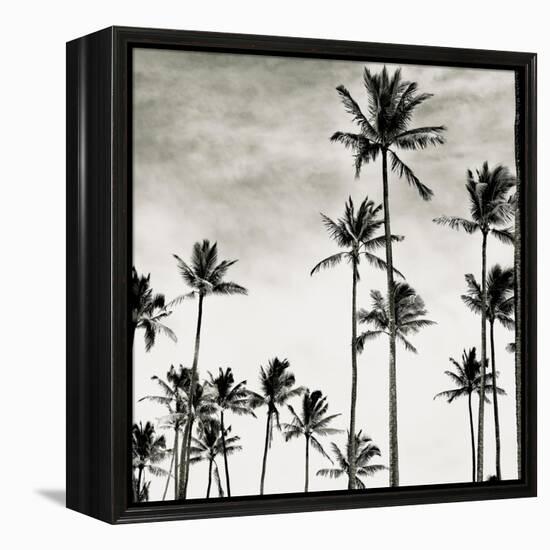 Coconut Palms I 'Cocos nucifera', Kaunakakai, Molokai-JoSon-Framed Premier Image Canvas