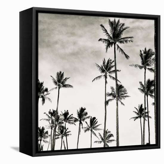 Coconut Palms I 'Cocos nucifera', Kaunakakai, Molokai-JoSon-Framed Premier Image Canvas