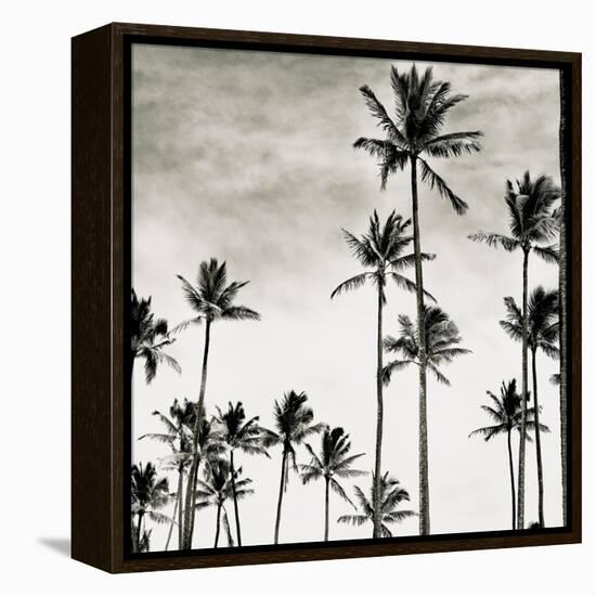 Coconut Palms I 'Cocos nucifera', Kaunakakai, Molokai-JoSon-Framed Premier Image Canvas