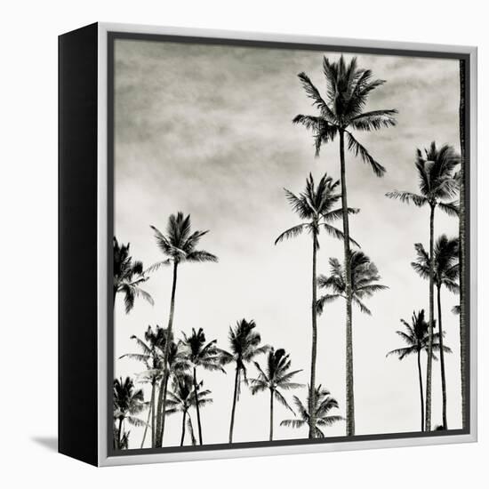 Coconut Palms I 'Cocos nucifera', Kaunakakai, Molokai-JoSon-Framed Premier Image Canvas