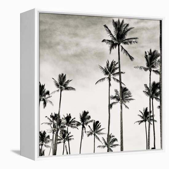 Coconut Palms I 'Cocos nucifera', Kaunakakai, Molokai-JoSon-Framed Premier Image Canvas