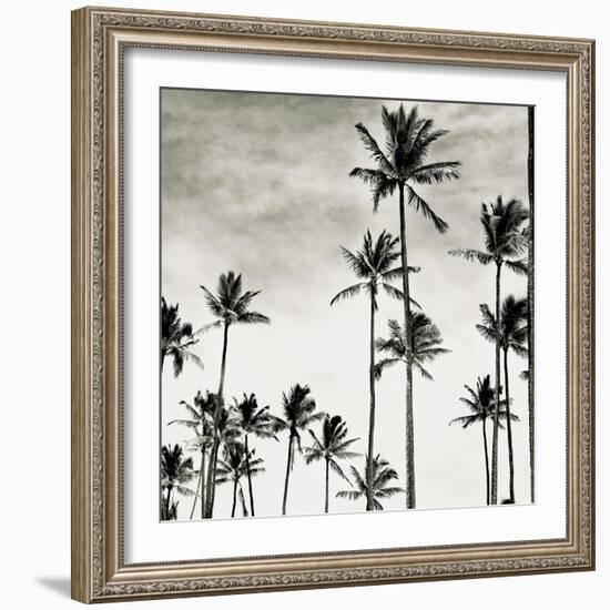 Coconut Palms I 'Cocos nucifera', Kaunakakai, Molokai-JoSon-Framed Giclee Print