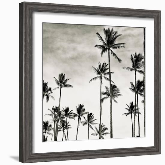 Coconut Palms I 'Cocos nucifera', Kaunakakai, Molokai-JoSon-Framed Giclee Print