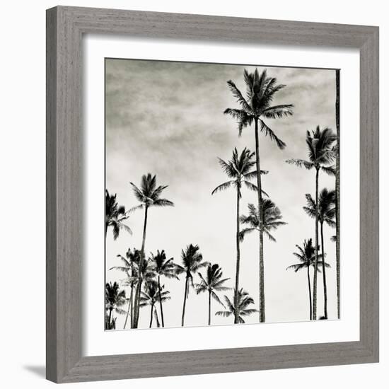 Coconut Palms I 'Cocos nucifera', Kaunakakai, Molokai-JoSon-Framed Giclee Print