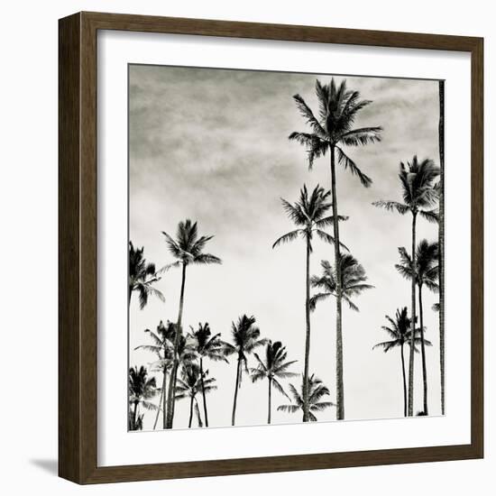 Coconut Palms I 'Cocos nucifera', Kaunakakai, Molokai-JoSon-Framed Giclee Print