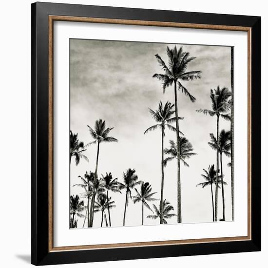 Coconut Palms I 'Cocos nucifera', Kaunakakai, Molokai-JoSon-Framed Giclee Print