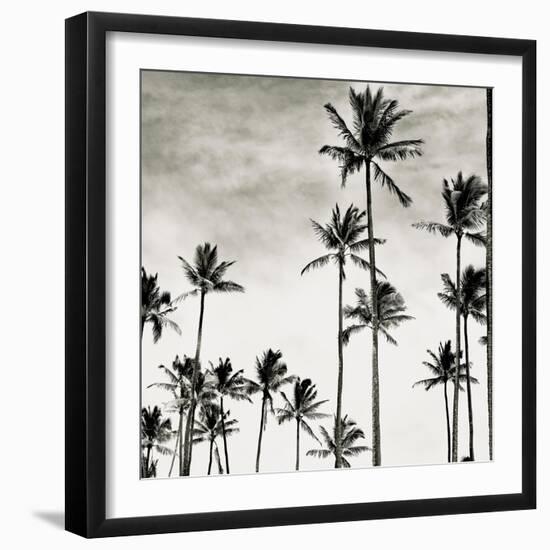 Coconut Palms I 'Cocos nucifera', Kaunakakai, Molokai-JoSon-Framed Giclee Print