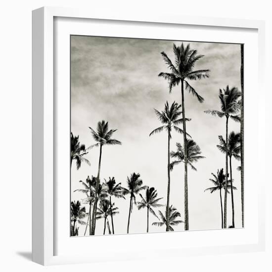 Coconut Palms I 'Cocos nucifera', Kaunakakai, Molokai-JoSon-Framed Giclee Print