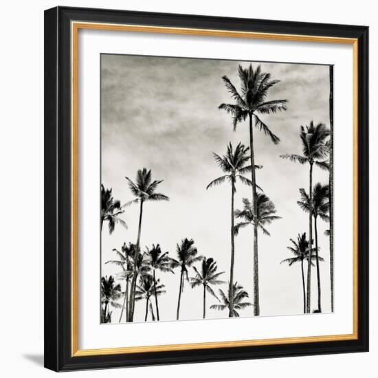 Coconut Palms I 'Cocos nucifera', Kaunakakai, Molokai-JoSon-Framed Giclee Print